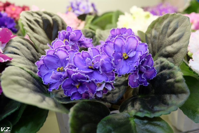 DSCF3920.jpg