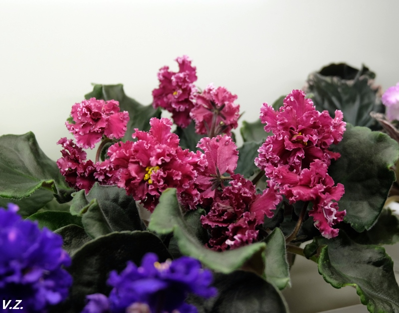 DSCF3928.jpg