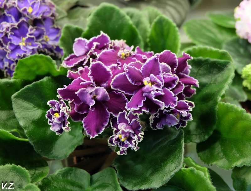 DSCF3936.jpg