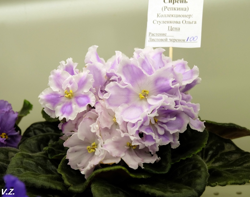 РС-Холодная Сирень (Стуленкова)