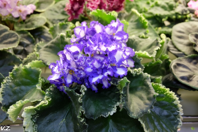 DSCF3974.jpg