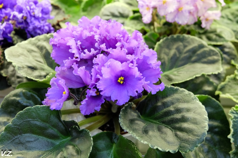 DSCF3978.jpg