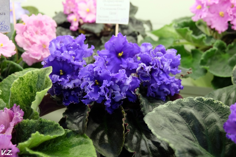 DSCF3979.jpg
