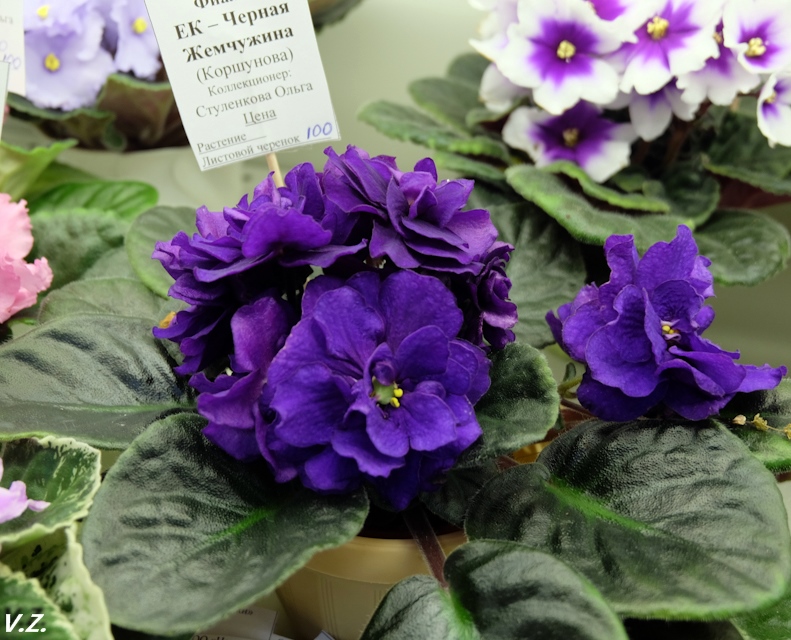 DSCF3980.jpg