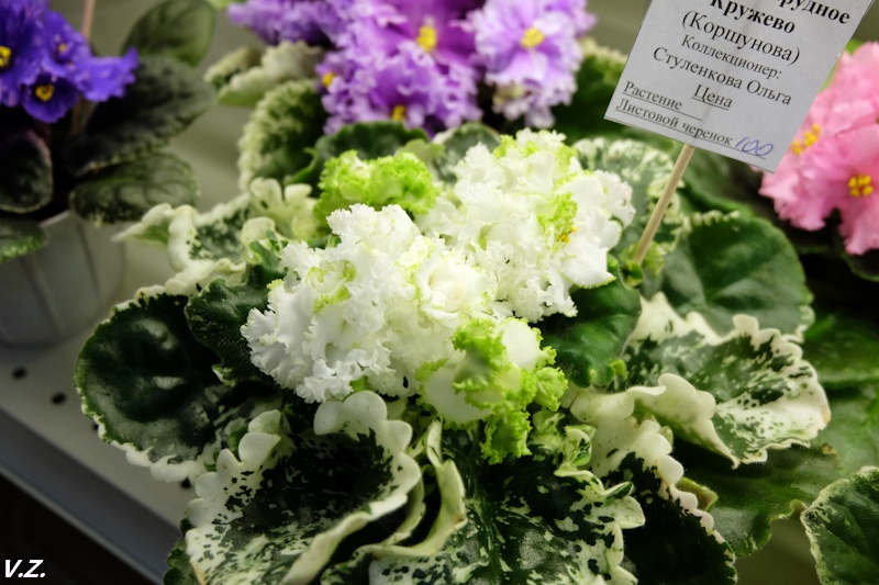 DSCF3986.jpg