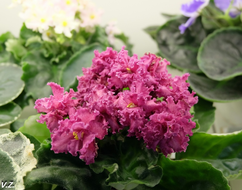 DSCF3990.jpg