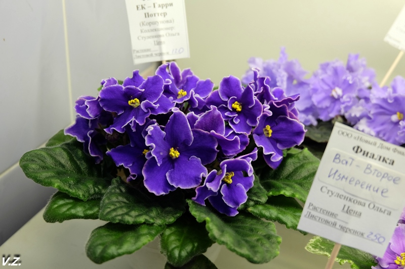 DSCF3996.jpg
