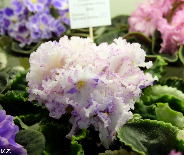DSCF3994.jpg