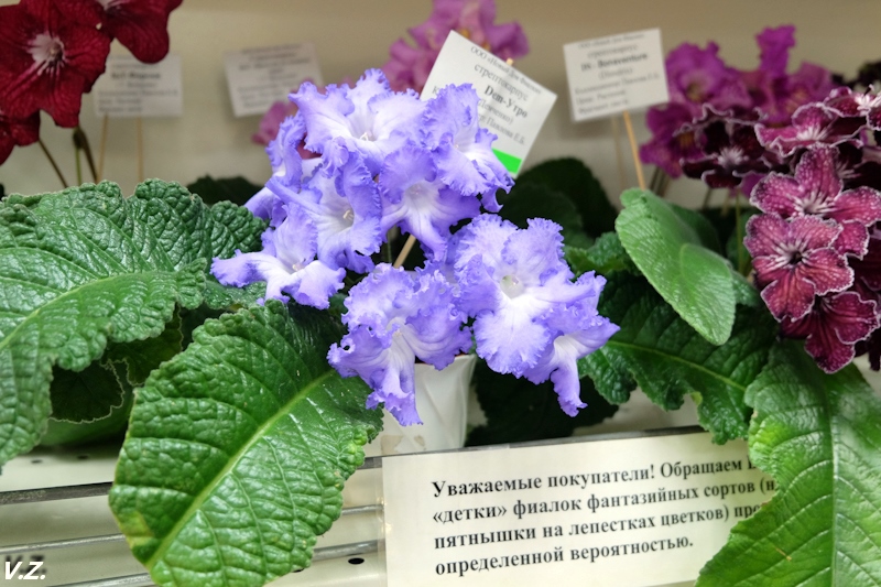 DSCF4063.jpg