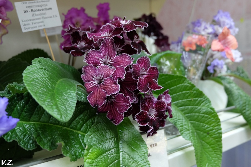 DSCF4065.jpg