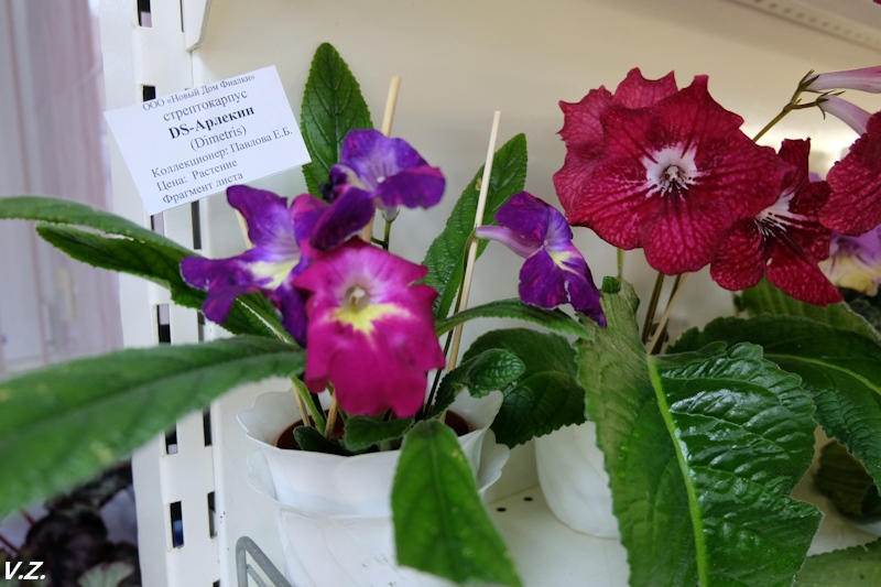 DSCF4118.jpg