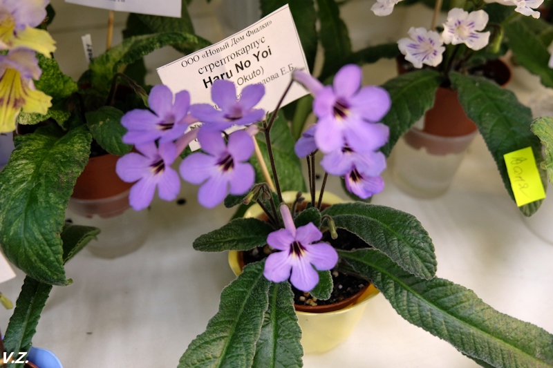 DSCF4108.jpg