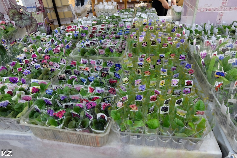 DSCF4149.jpg