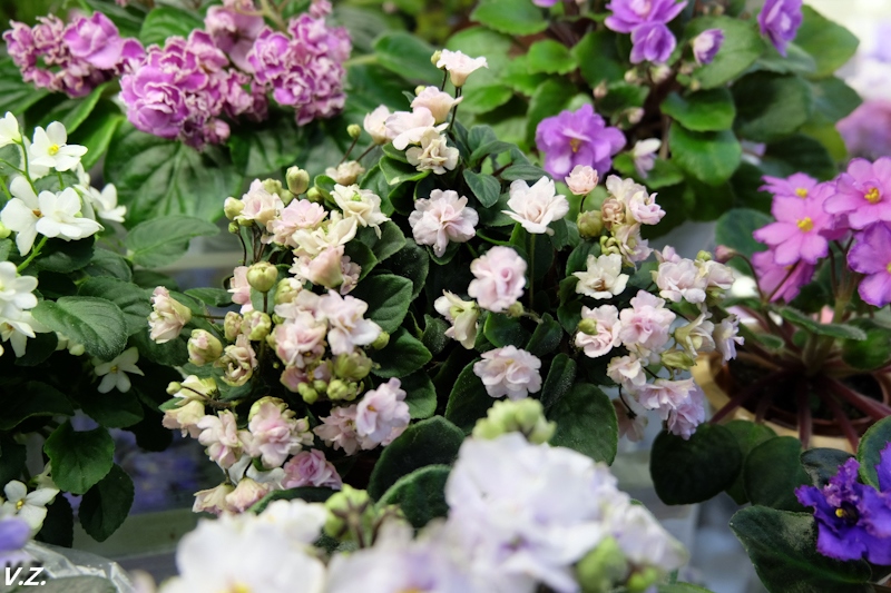 DSCF4244.jpg