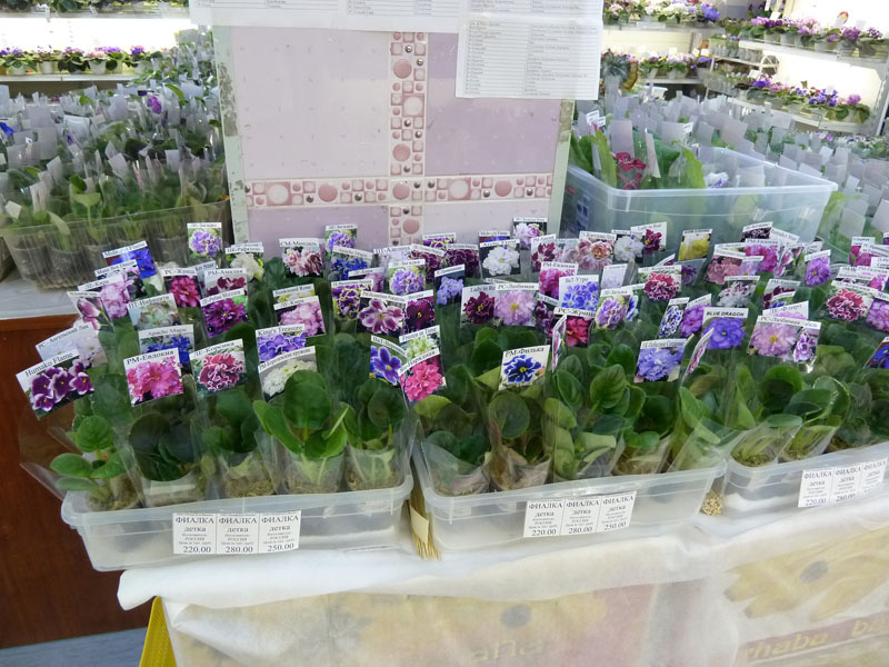 P1030414.jpg