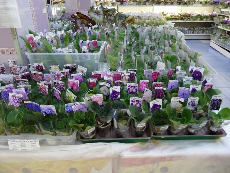 P1030415.jpg