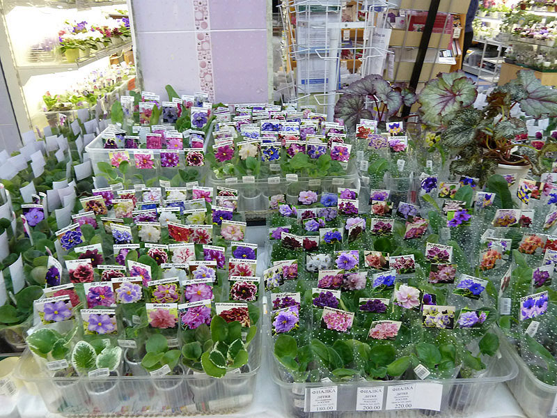 P1030417.jpg