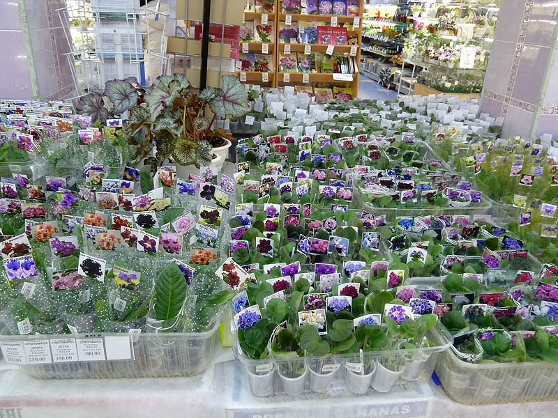 P1030418.jpg