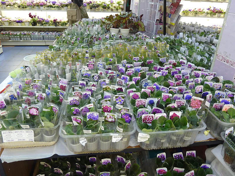 P1030423.jpg