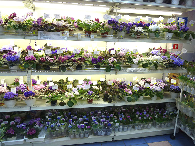 P1030420.jpg