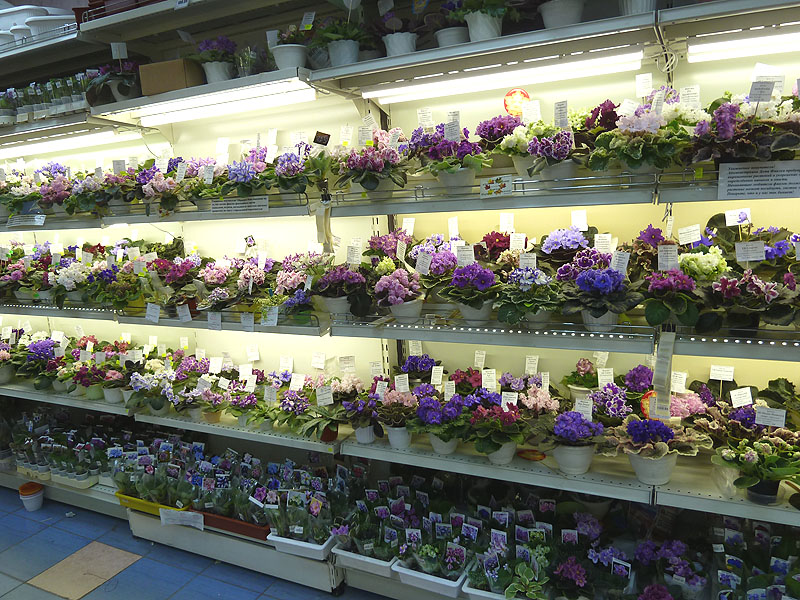 P1030421.jpg