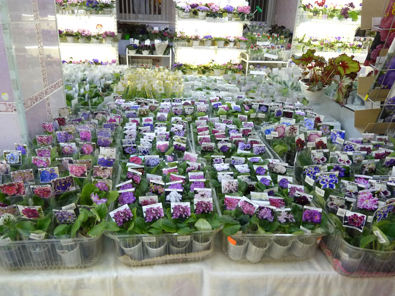 P1030426.jpg