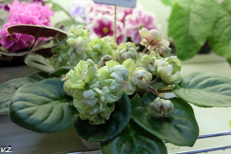 DSCF4072.jpg