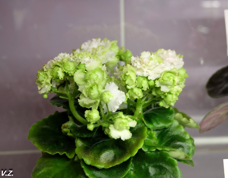 DSCF4174.jpg