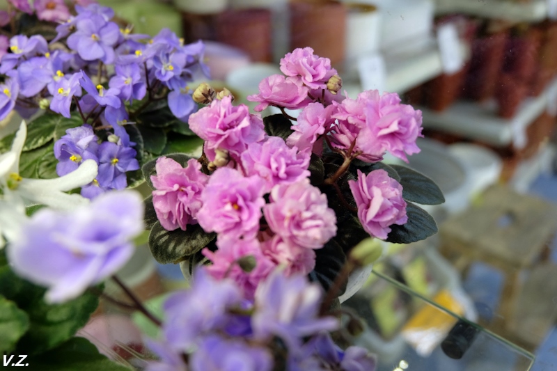 DSCF4178.jpg