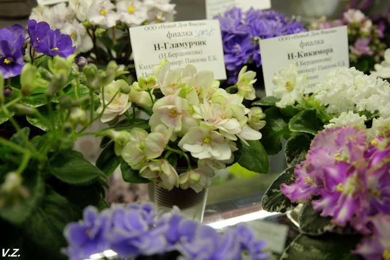 DSCF4181.jpg