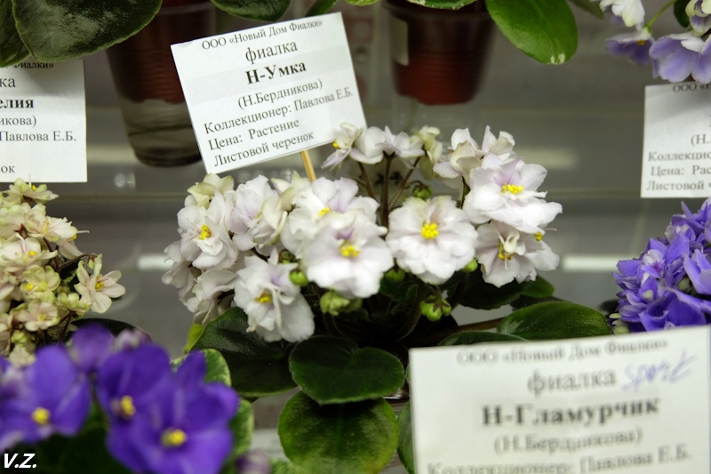 DSCF4183.jpg