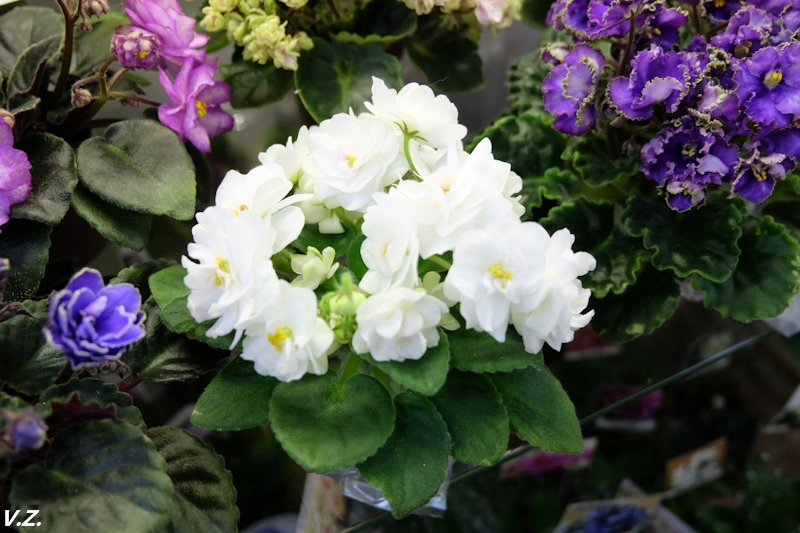DSCF4191.jpg