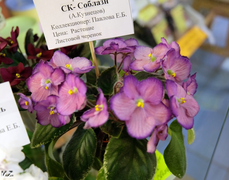 DSCF4195.jpg
