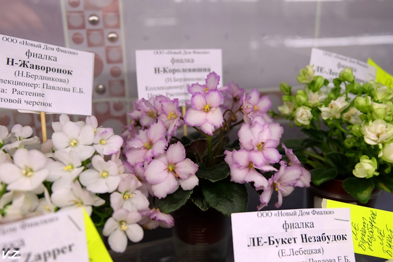 DSCF4198.jpg