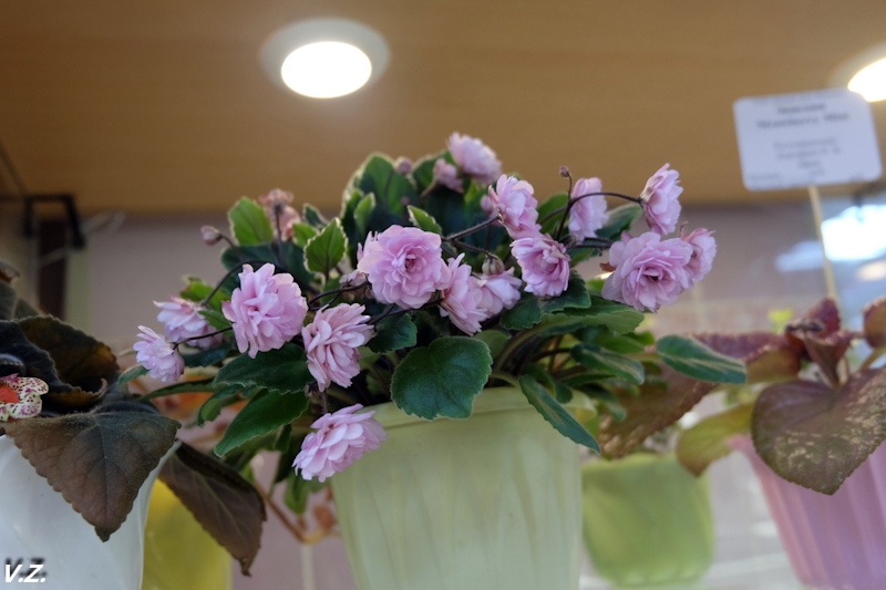 DSCF4203.jpg