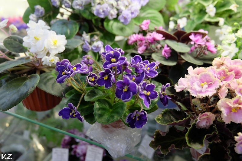 DSCF4229.jpg