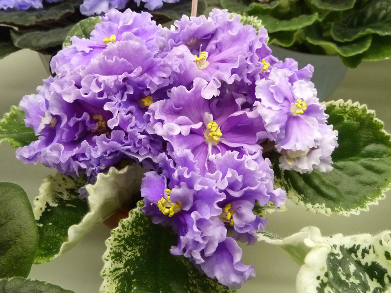 Стуленкова ЛЕ-Грёзы Султана.jpg
