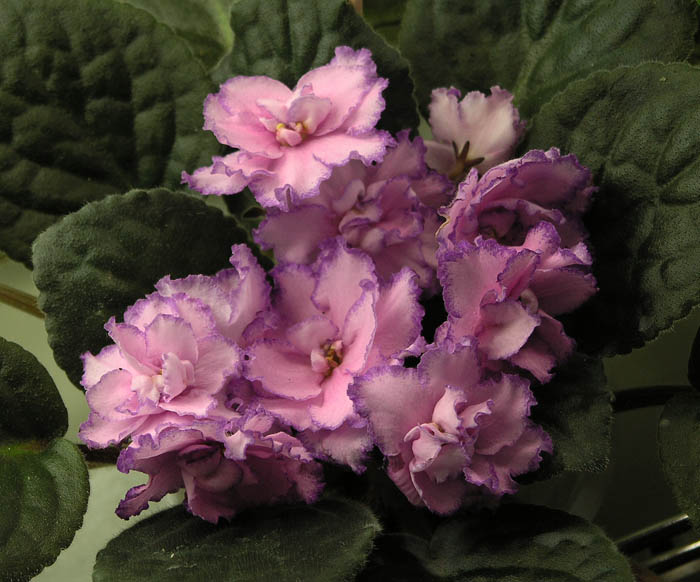 PA232788.JPG