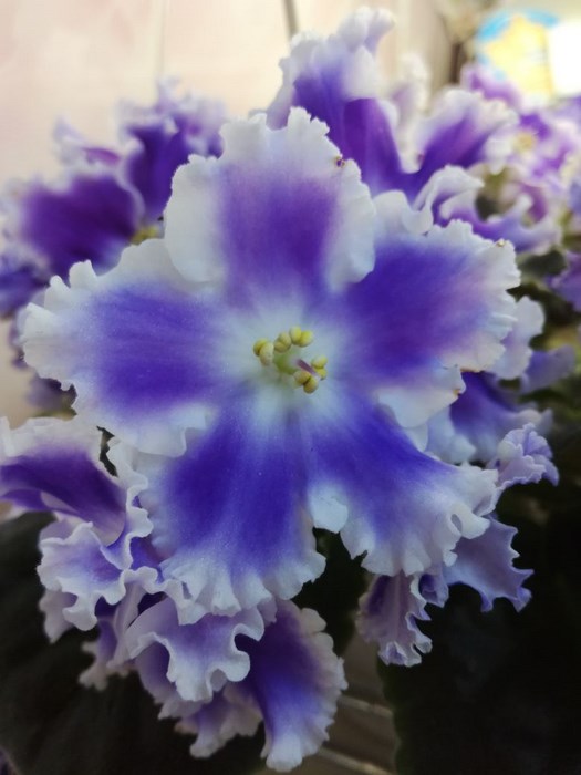 IMG-20171021-WA0050 (Copy).jpg