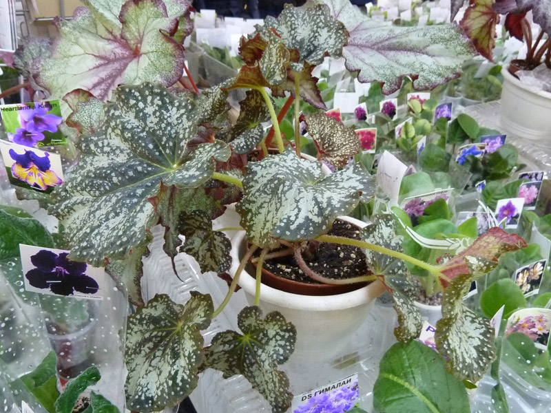 P1030434.jpg