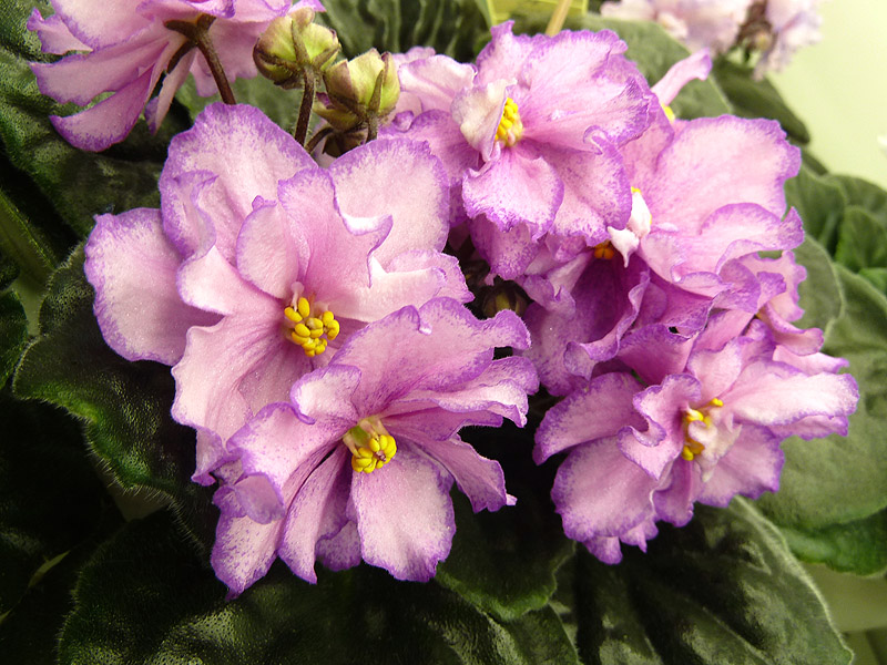 Е. Галицкая ЛЕ-Анна.jpg