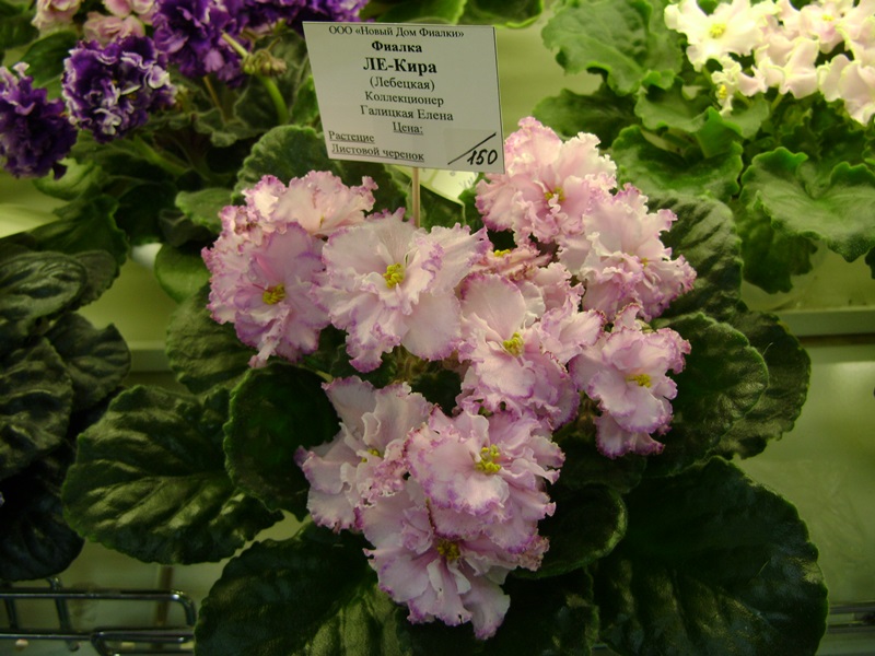 DSC07072ф.JPG