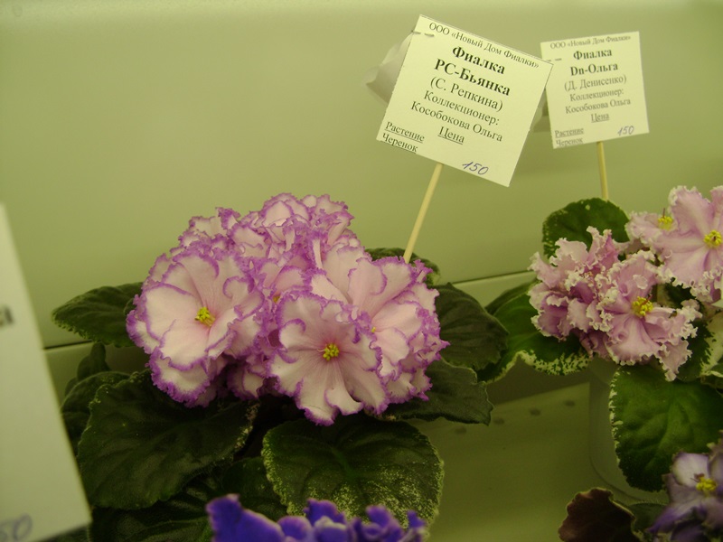 DSC07080ф.JPG