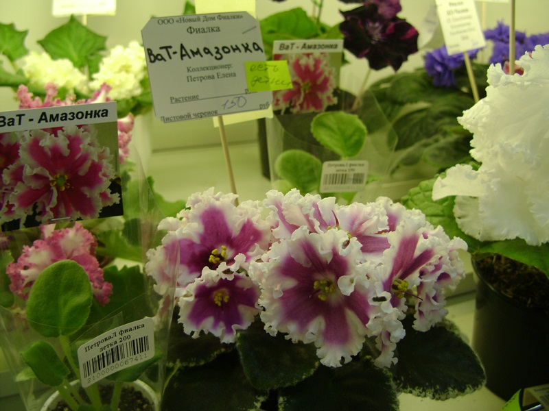 DSC07085ф.JPG