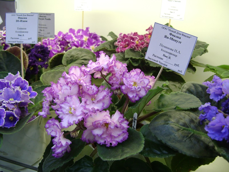 DSC07096ф.JPG