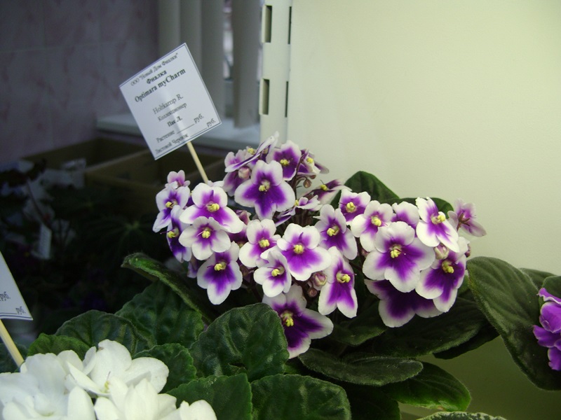 DSC07097ф.JPG