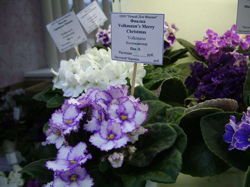 DSC07098ф.JPG