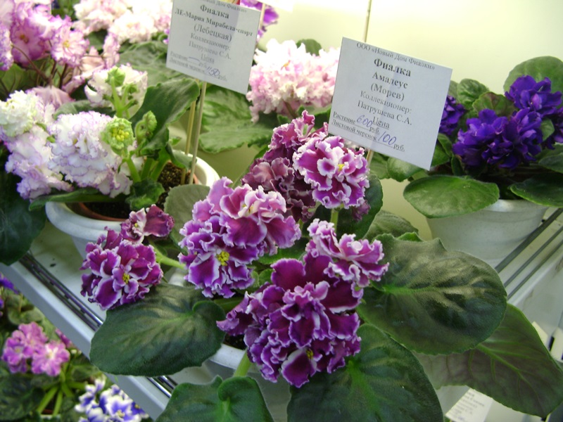 DSC07100ф.JPG