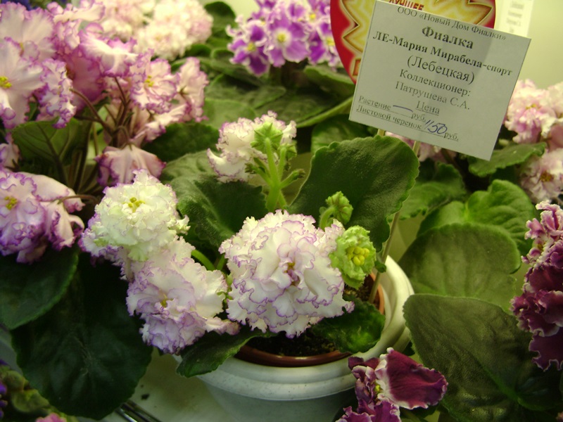 DSC07101ф.JPG