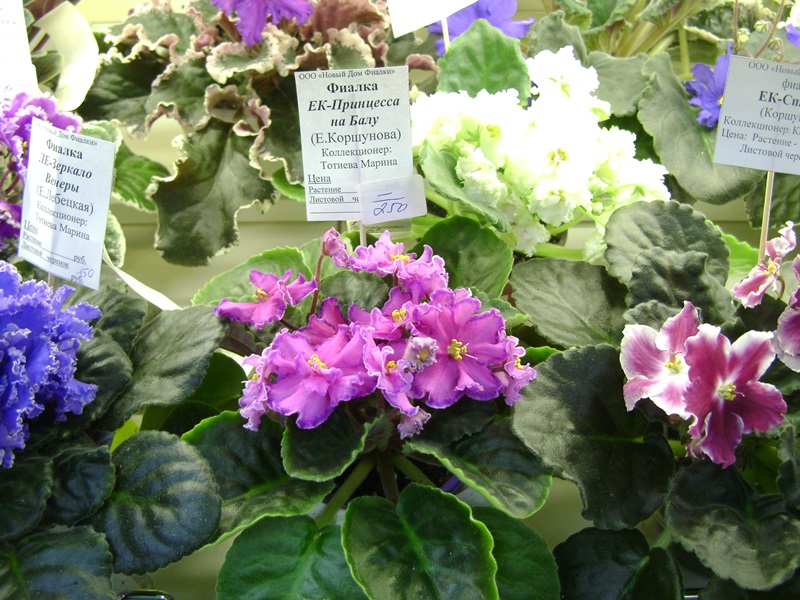 DSC07104ф.JPG